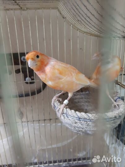 Кенара и канарейки