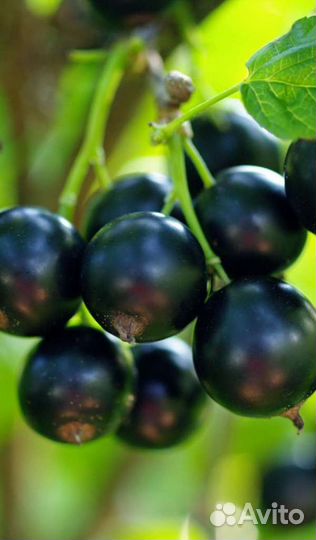 Саженцы черной смородины