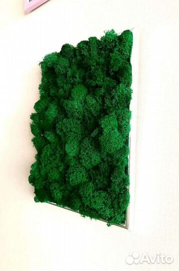 Панно из стабилизированного мха