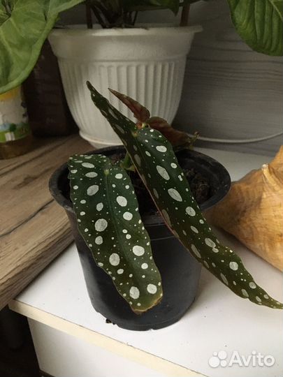 Бегония макулата