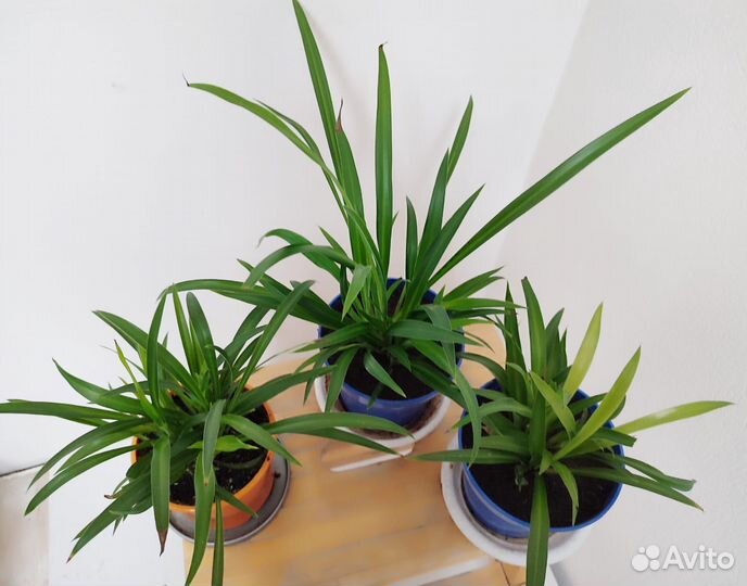 Хлорофитум