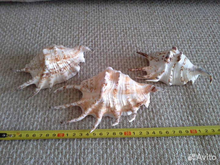 Морские кораллы