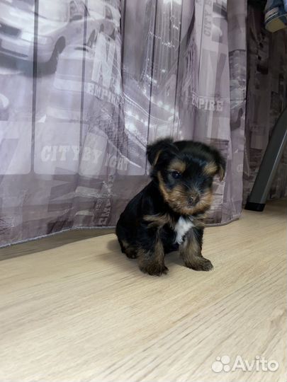 Йоркширский терьер щенки мальчики