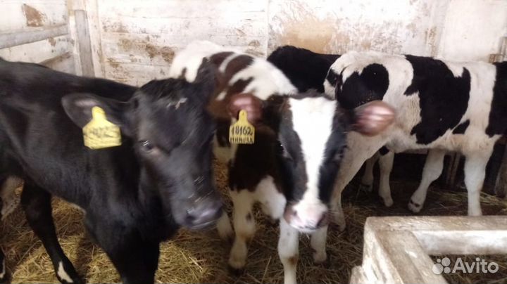 Бычки 4 гол. по 4,5 мес. мясного направления