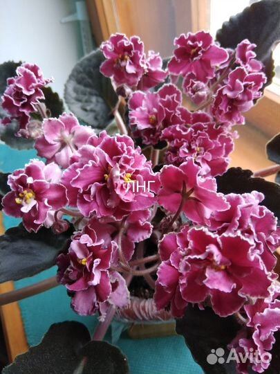 Фиалки сортовые