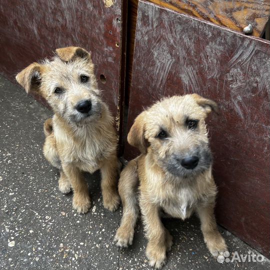 Отдам щенка в добрые руки