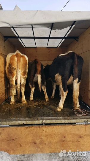 Перевозка скота, домашних животных