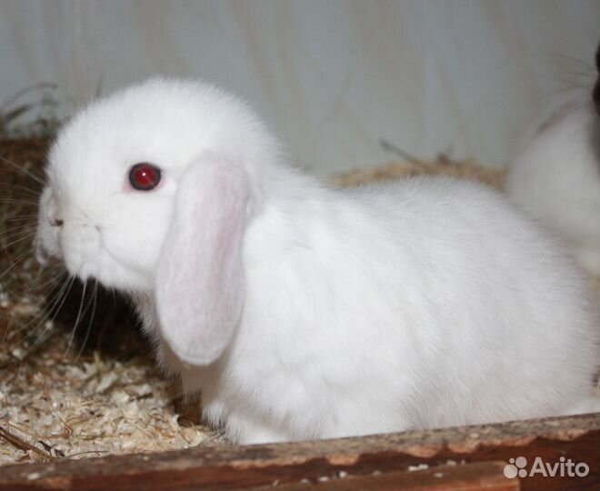 Крольчата линии NHD/Mini lop