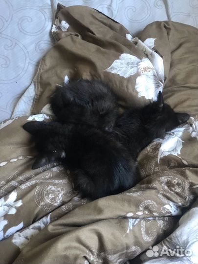 Котята в добрые руки бесплатно