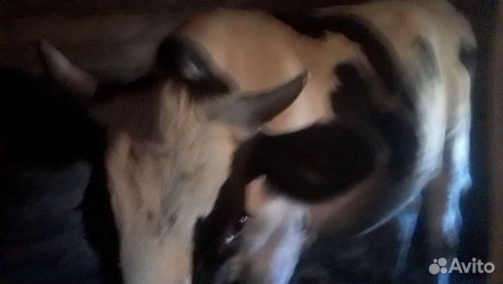 Продаю телку