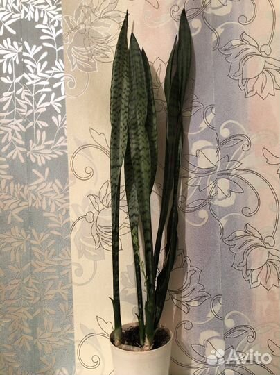 Гипиаструм и не только