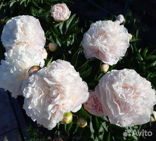 Саженцы пиона Мазерс чойс