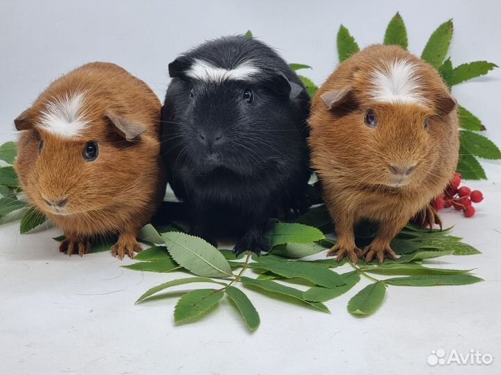 Морские свинки