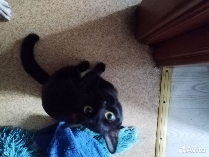 Отдам котика