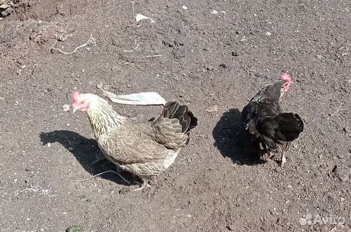 Петухи, куры, цыплята