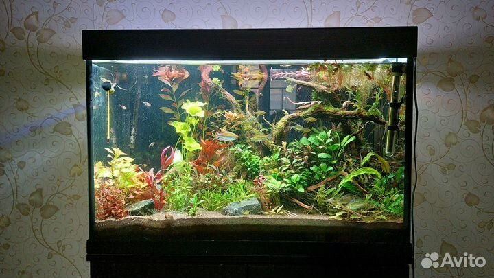 Буцефаландра, анубиас бонсай