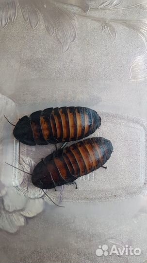 Мадагаскарский таракан