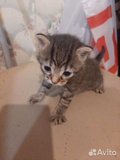 Кошки в добрые руки бесплатно