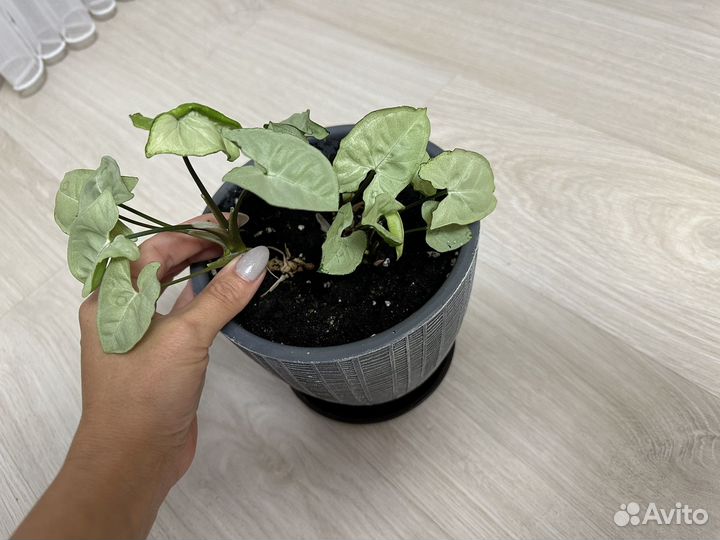 Сигнониум, весь цветок без горшка