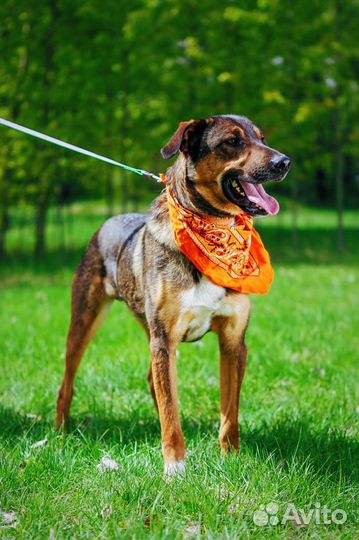 Добрый ласковый пес ищет дом