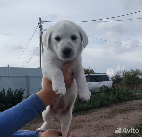 Мелкие щенки с доставкой