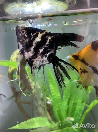 Отдам скалярию