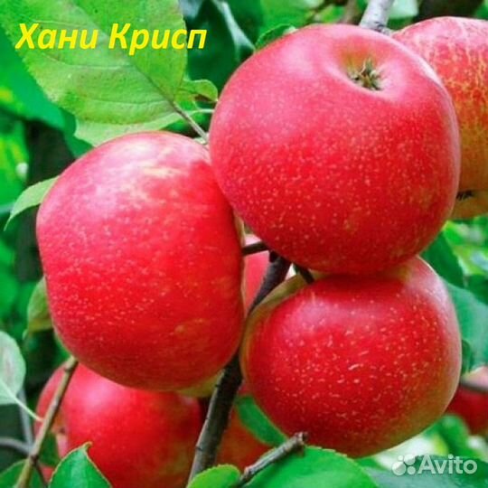Яблони Хоней Крисп и Моди