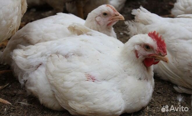 Бройлер Арбор Айкрес (Кобб-700)