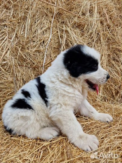 Щенки алабая