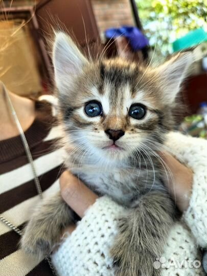 Котята бесплатно
