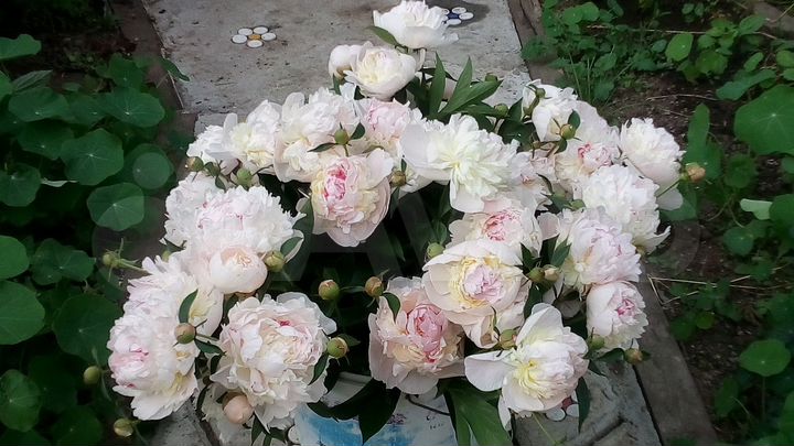 Участок 6 сот. (СНТ, ДНП)