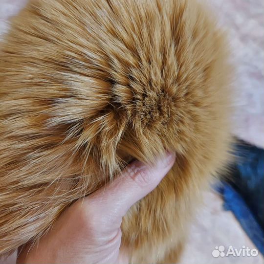 Меховой воротник песец