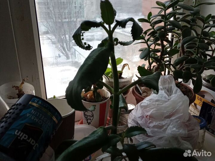 Каланхоэ лечебное