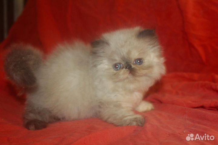 Персидская девочка