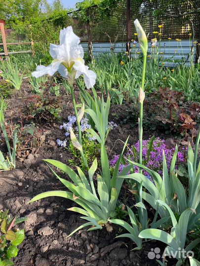 Ирисы сортовые высокорослые (белый)