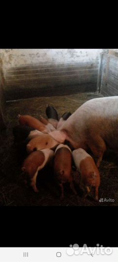 Поросята ландрас дюрок