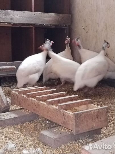 Цесариные яйца