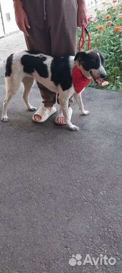 Собачка в добрые руки