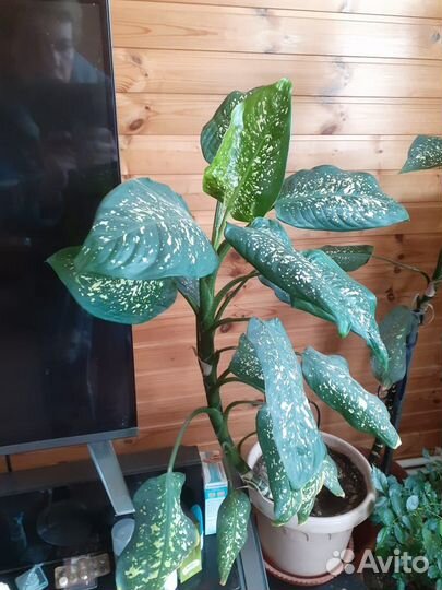 Диффенбахия