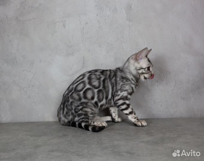 Бенгальская серебрянная кошечка