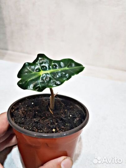 Алоказия полли, Криптантус Рубин Стар