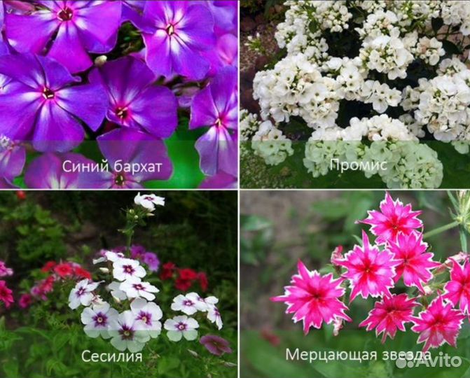 Флоксы несколько сортов из питомника