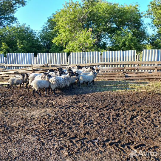Романовские овцы, ягнята, катумский баран