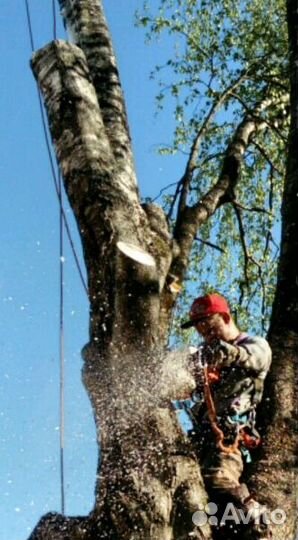 Спил деревьев