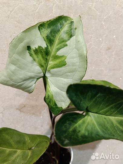 Сингониум Три короля
