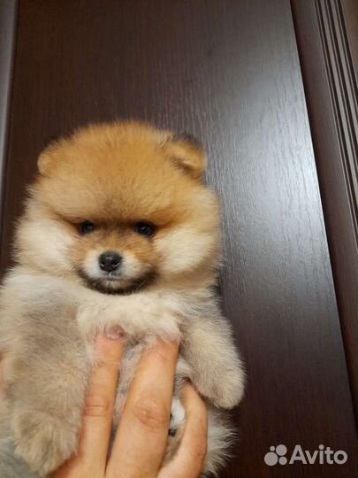 Щенки померанского шпица