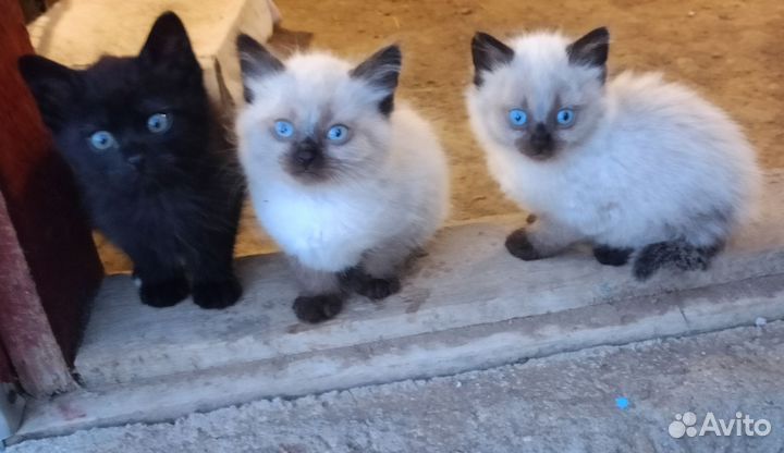 Отдам в добрые руки котят