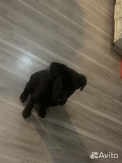 Собака в добрые руки щенок