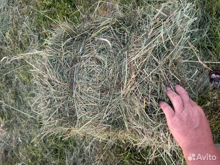 Продажа сено