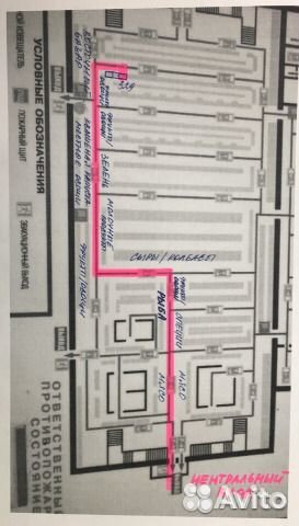 Стрептокарпус UA Танцовщица